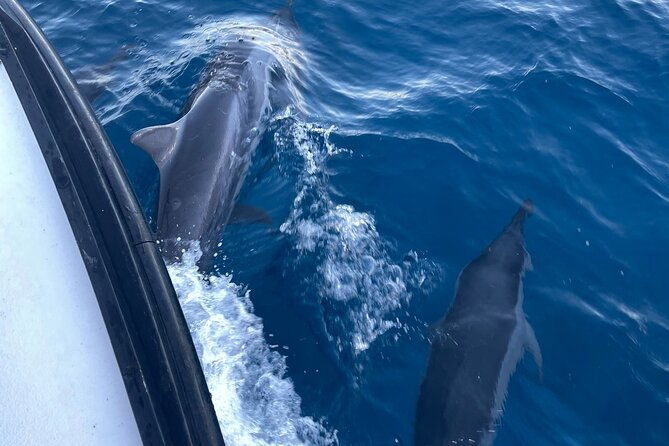 private-whale-watching-and-dolphin-excursion