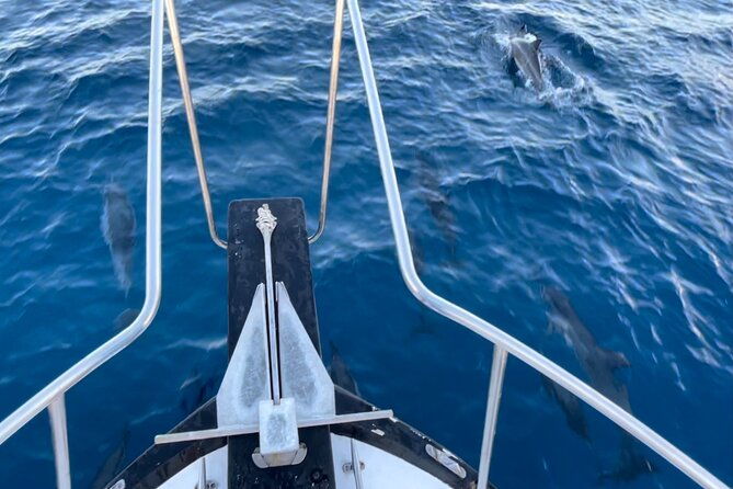 private-whale-watching-and-dolphin-excursion