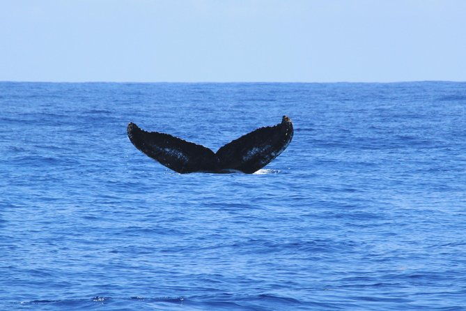 private-whale-watching-charter-grand-turk