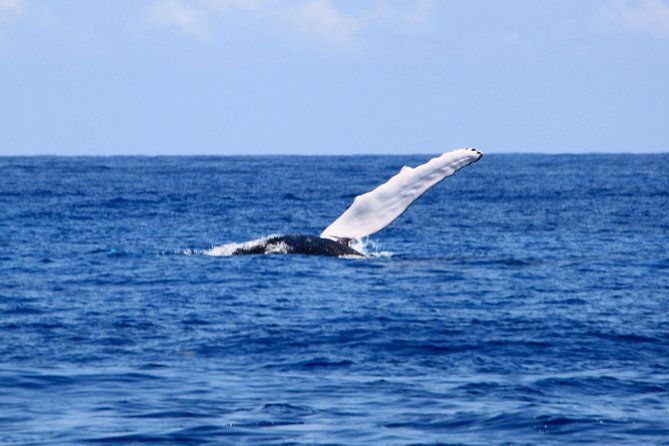 private-whale-watching-charter-grand-turk