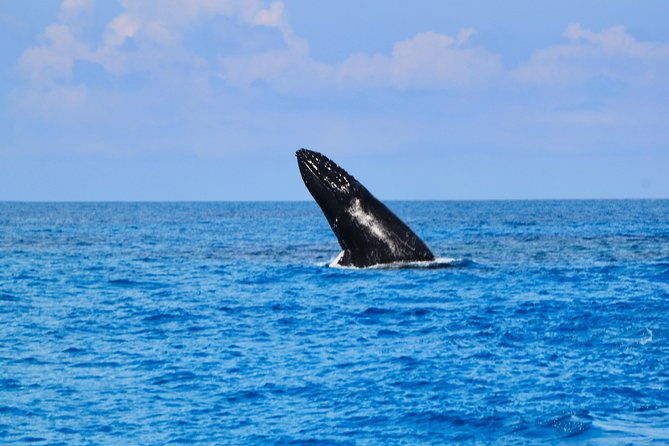 private-whale-watching-charter-grand-turk