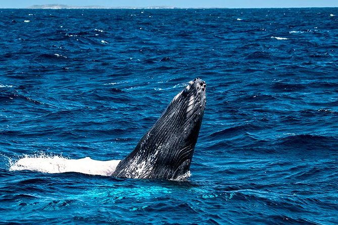 private-whale-watching-charter-grand-turk