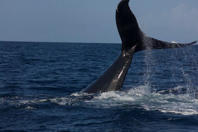private-whale-watching-charter-grand-turk