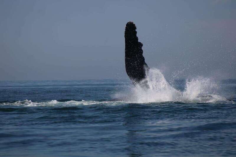 Private whale watching in mazatlan - What to Expect During Your Mazatlan Whale Watching Adventure