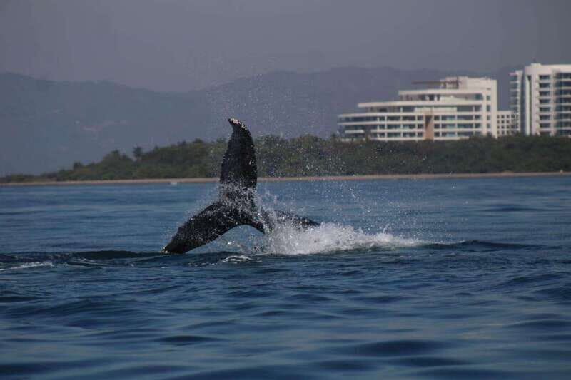 Private whale watching in mazatlan - The Comfort and Convenience of the Boat