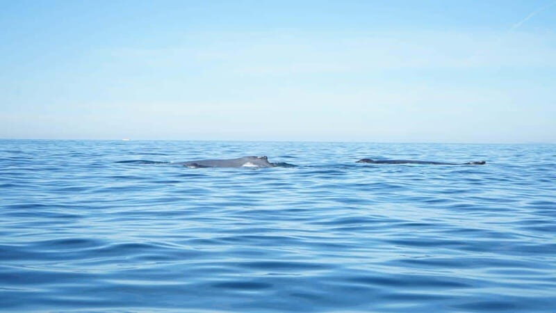 Private whale watching in mazatlan - Pricing and Value