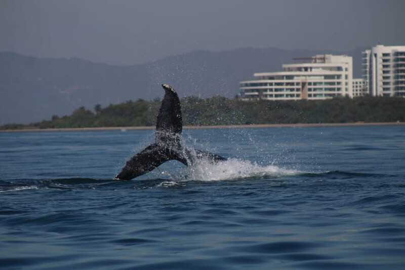 Private whale watching in mazatlan - Who Would Love This Tour?