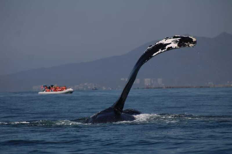 Private whale watching in mazatlan - The Sum Up