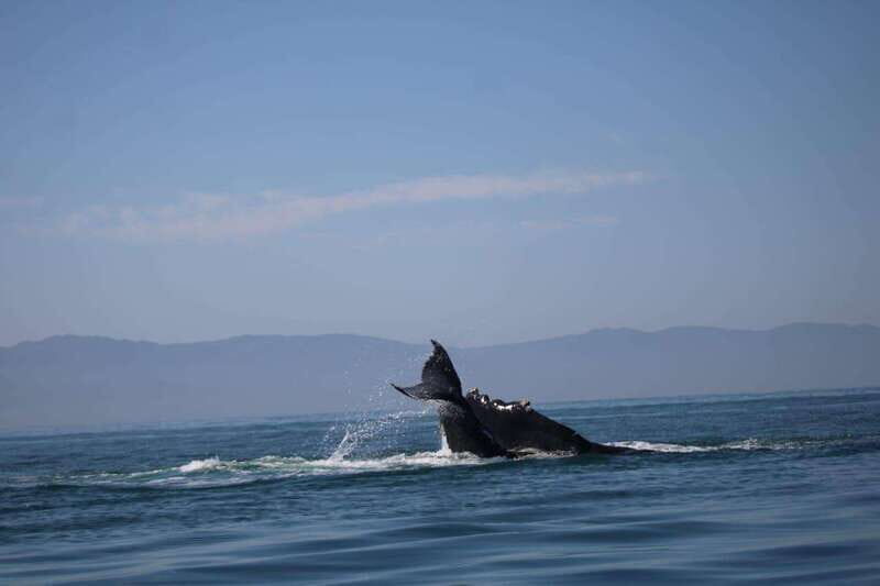 Private whale watching in mazatlan - FAQ