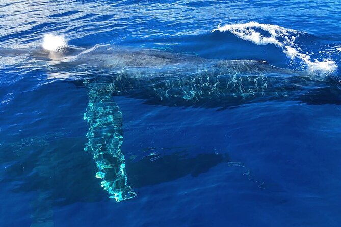 private-whale-watching-safari-from-north-shore-oahu