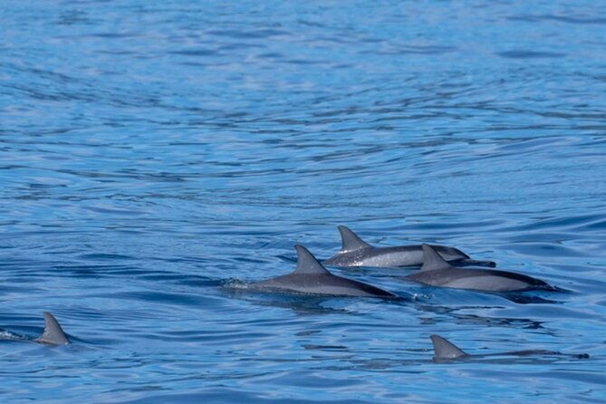 private-whale-watching-safari-from-north-shore-oahu