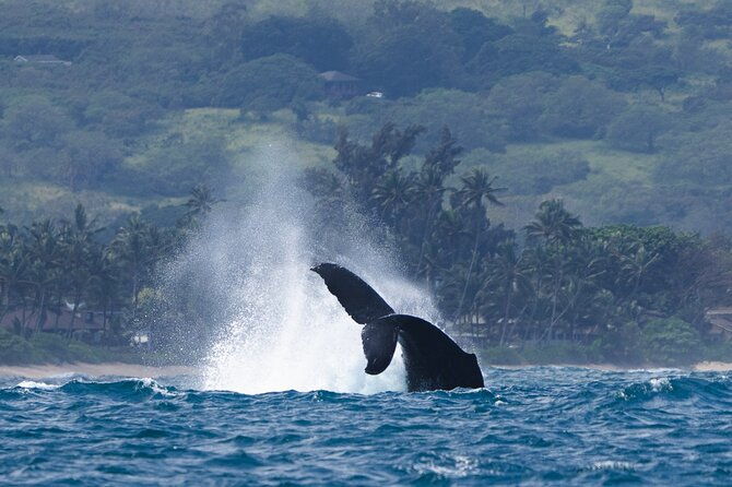 private-whale-watching-safari-from-north-shore-oahu