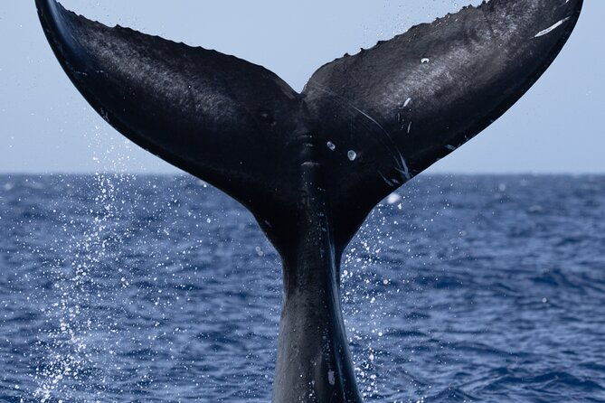 private-whale-watching-safari-from-north-shore-oahu