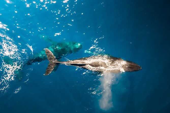 private-whale-watching-tour-of-oahu