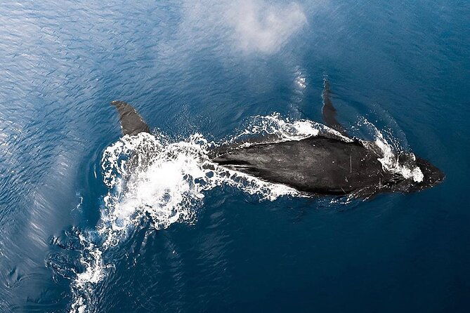 private-whale-watching-tour-of-oahu