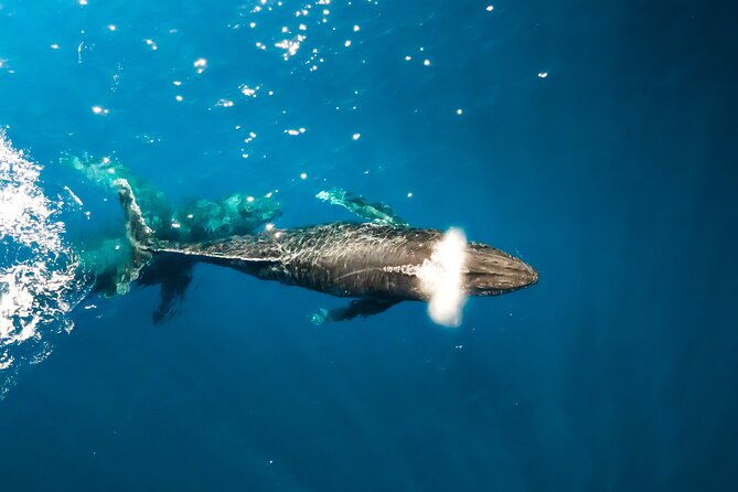 private-whale-watching-tour-of-oahu