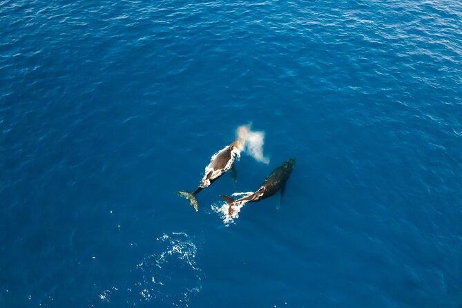 private-whale-watching-tour-of-oahu