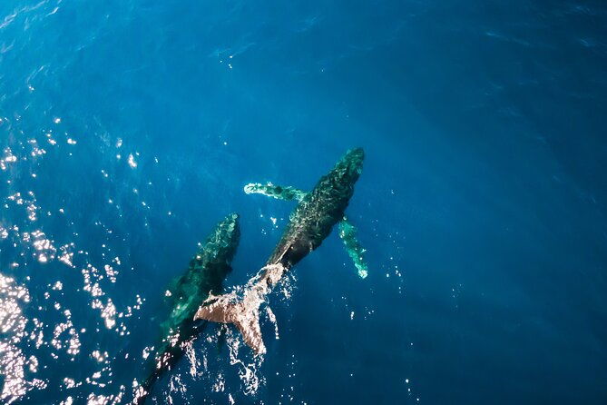 private-whale-watching-tour-of-oahu