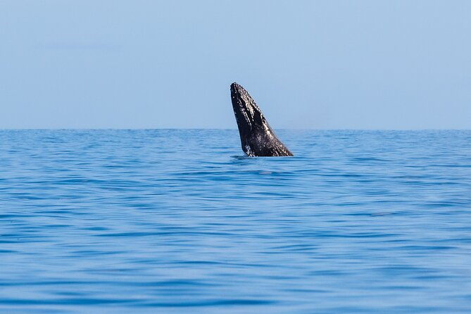 private-whale-watching-tour-of-oahu
