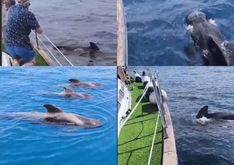 Private Whales & Dolphins Excursion: for you exclusively! - What makes this tour stand out?