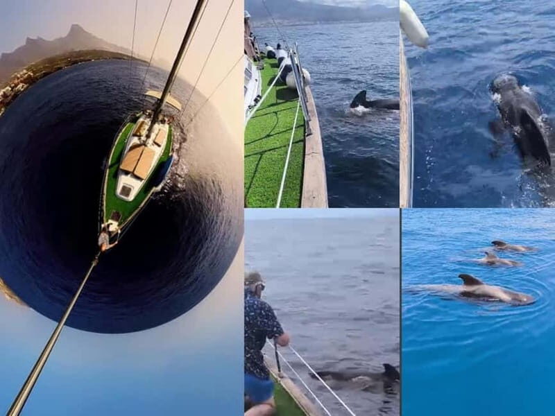 Private Whales & Dolphins Excursion: for you exclusively! - An In-Depth Look at the Experience