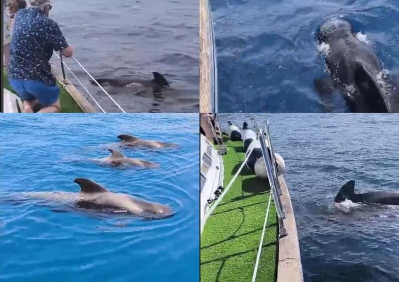Private Whales & Dolphins Excursion: for you exclusively! - Final Thoughts