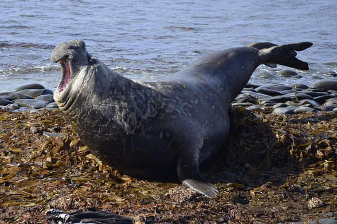 private-wild-shores-tour-penguins-elephant-seals-stanley