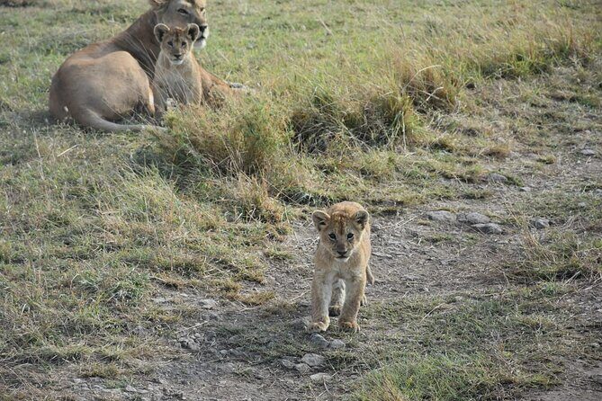 PRIVATE Wildebeest Calving Safari, Tanzania, January to March - Final Thoughts