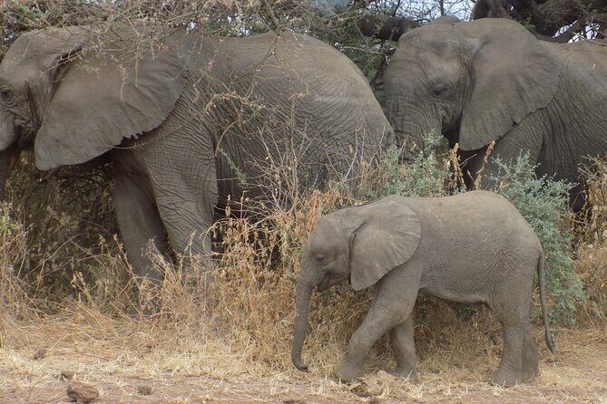 Private Wildlife Encounter at Tarangire National Park - Discovering Tarangire: An Overview