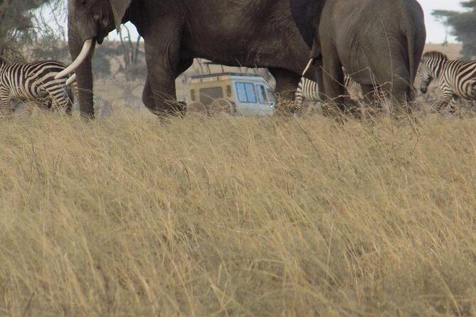 Private Wildlife Encounter at Tarangire National Park - The Value of This Tour