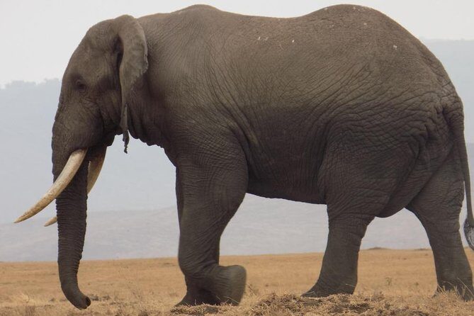 Private Wildlife Encounter at Tarangire National Park - Practical Details and Considerations