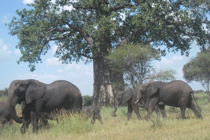 Private Wildlife Encounter at Tarangire National Park - The Sum Up