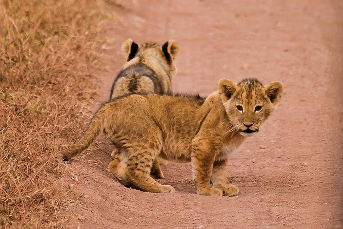 Private Wildlife Encounter at Tarangire National Park - FAQ