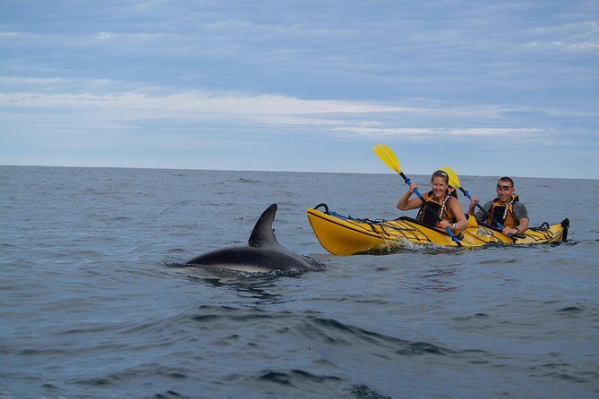 Private Wildlife Kayaking Tour - Kaikoura - Frequently Asked Questions