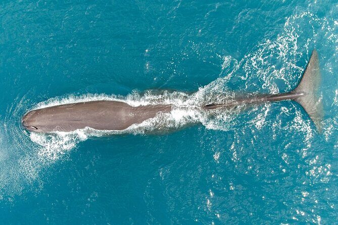 Private Wildlife Kayaking Tour - Kaikoura - Final Words