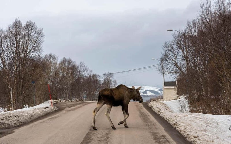 Private Wildlife Moose Photo Safari in Vesteralen - Exploring the Vesterålen Wildlife Safari