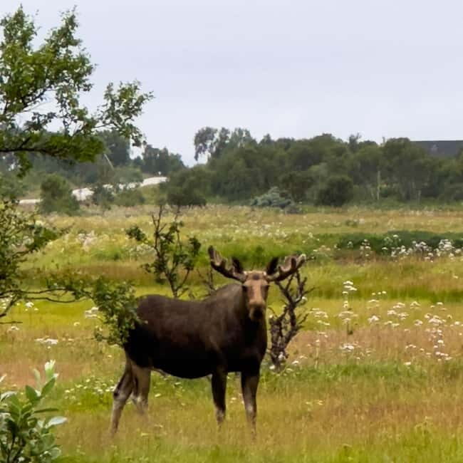 Private Wildlife Moose Photo Safari in Vesteralen - What Makes It Special?