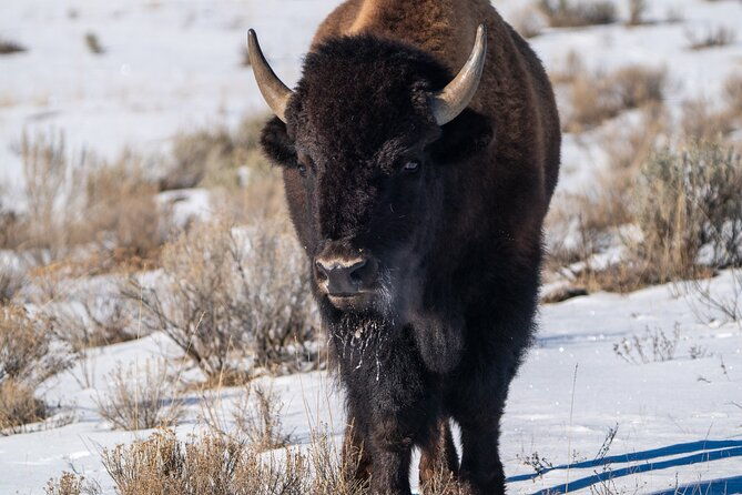 private-wildlife-photography-tour-in-yellowstone-national-park