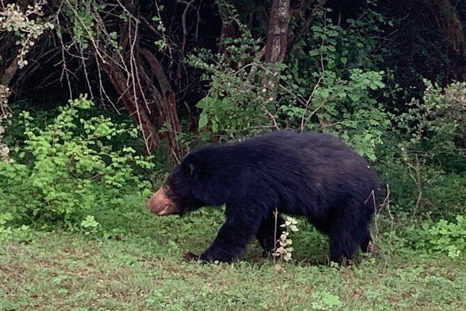 Private Wildlife Safari in Yala National Park Sri Lanka - Who Is This Tour Best For?