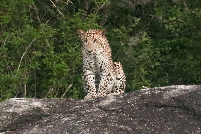 Private Wildlife Safari in Yala National Park Sri Lanka - The Sum Up