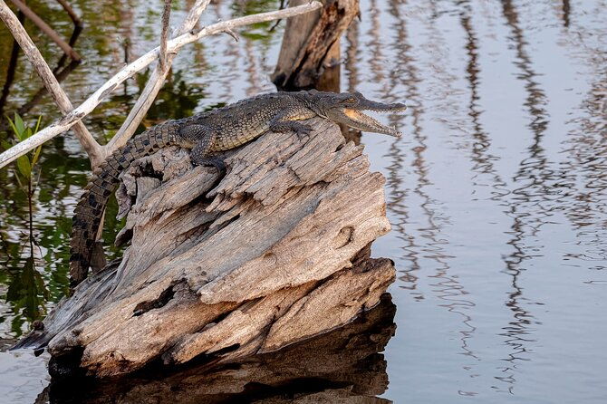 private-wildlife-tour-in-avellanas-beach