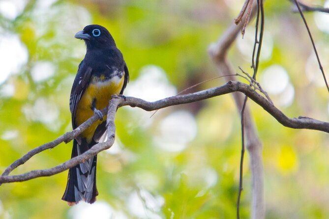 private-wildlife-tour-in-avellanas-beach