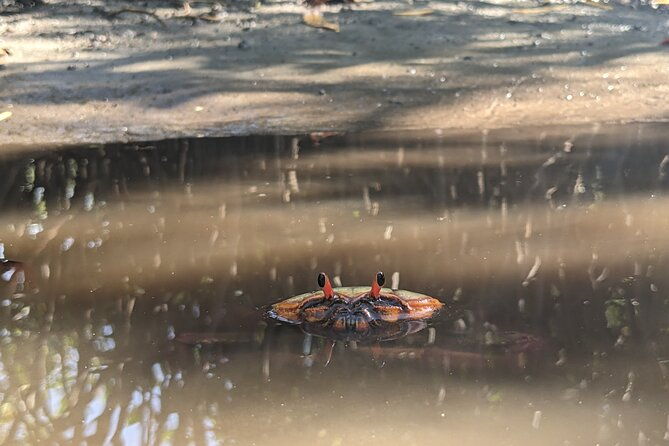 private-wildlife-tour-in-avellanas-beach