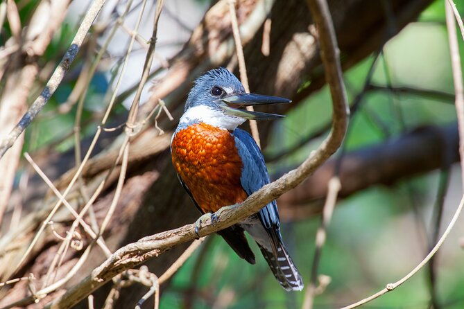 private-wildlife-tour-in-avellanas-beach