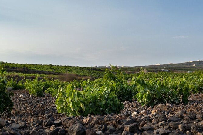 private-wine-adventure-tour-in-the-most-distinct-wineries