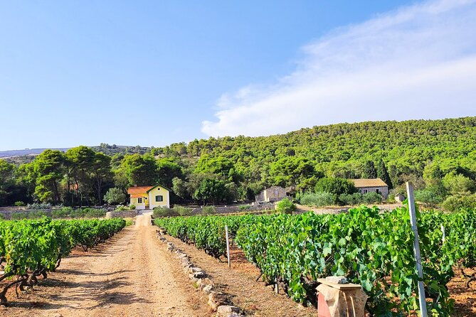 private-wine-and-gin-tour-around-the-island-of-korcula-2