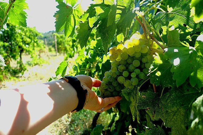 private-wine-evo-oil-tasting-with-truffle-meal-2
