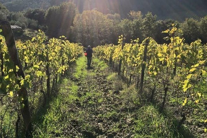 private-wine-evo-oil-tasting-with-tuscan-meal-3