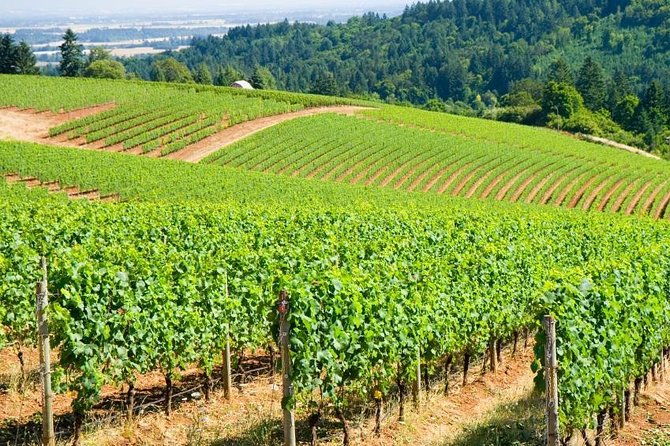 private-wine-excursion-willamette-valley-oregon-wine-tour