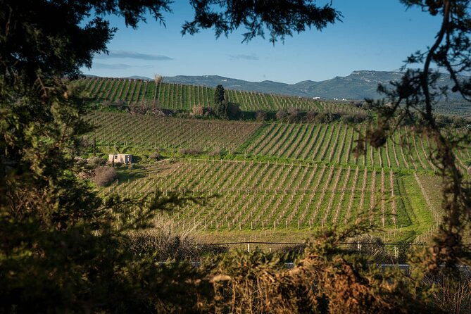 private-wine-food-pairing-at-silva-winery-10-labels
